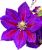 Клематисы